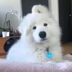 عکس صارف کے لئے Danish Ahmed